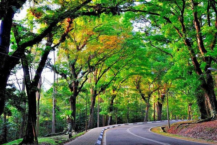 Forest Research Institute Malaysia (FRIM) Nature Trekking from Kuala Lumpur