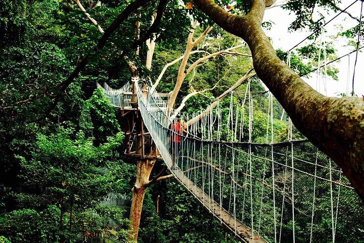 Forest Research Institute Malaysia (FRIM) Nature Trekking from Kuala Lumpur