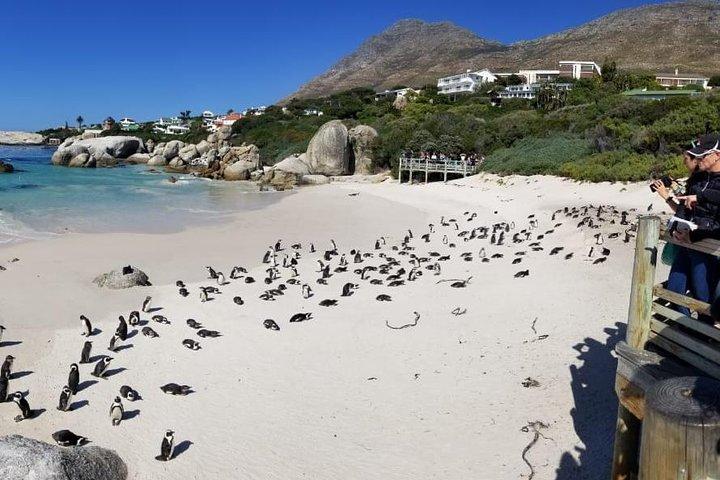 Private Tour Of Penguins, Cape Of Good Hope & Peninsula.