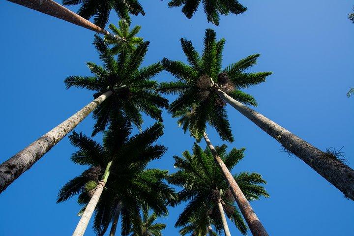 Botanical Garden and Parque Lage Private Tour with a Photographer