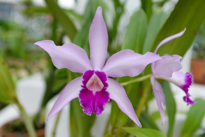 Botanical Garden and Parque Lage Private Tour with a Photographer