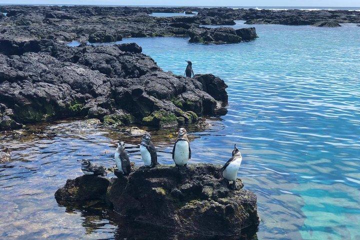 7-Day Galápagos Nature Tour: Explore Santa Cruz & Isabela Islands