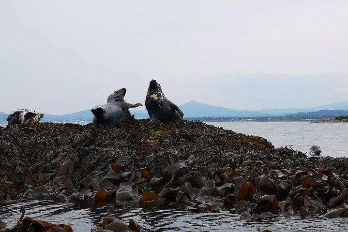 Dublin Bay Seal Kayaking Safari at Dalkey