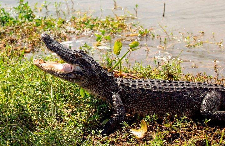 Airboat Ride with Optional Transportation from New Orleans