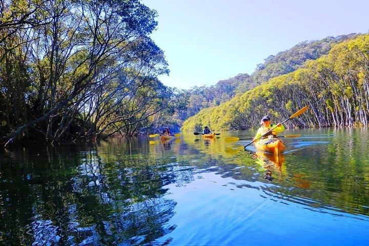Sydney's Middle Harbour Sea Kayaking Eco Tour (Fully Guided)