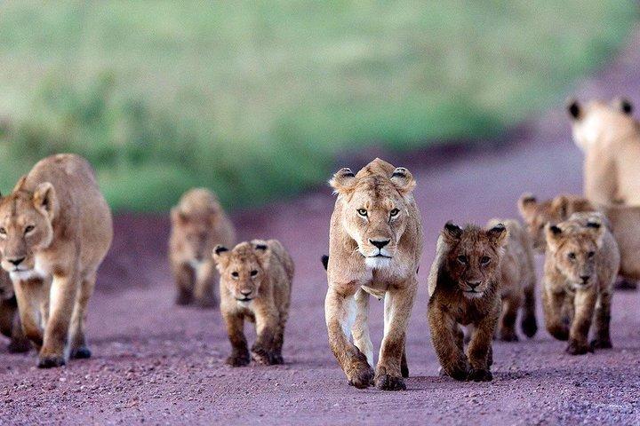 8 Days Budget Camping Tanzania