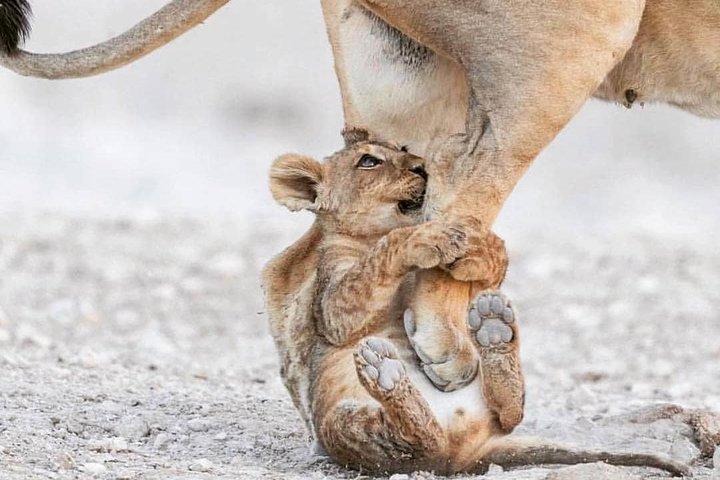 3 Days Ngorongoro and Serengeti Mid Range Safaris