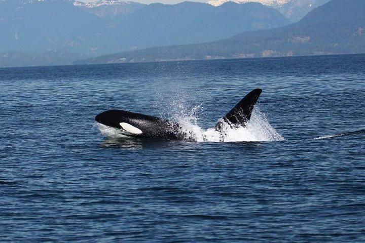 Vancouver Whale Watch Zodiac Tour with Guide