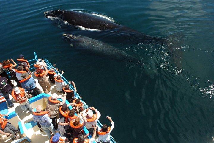 Whales and Sea lions watching at Peninsula de Valdes - PUERTO MADRYN