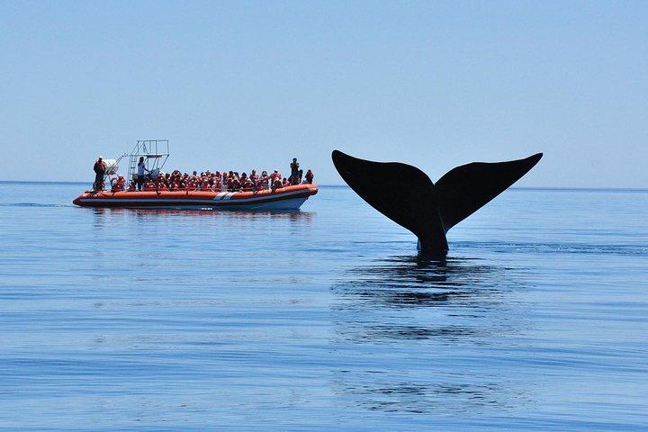 Whales and Sea lions watching at Peninsula de Valdes - PUERTO MADRYN