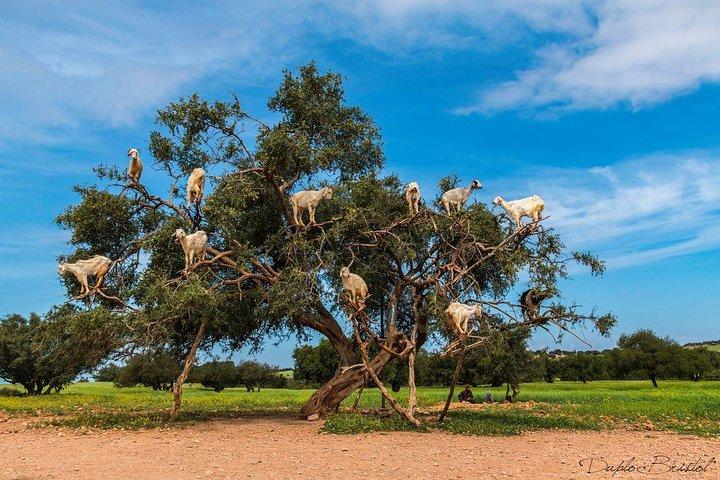 Full Day Trip To Essaouira From Marrakech