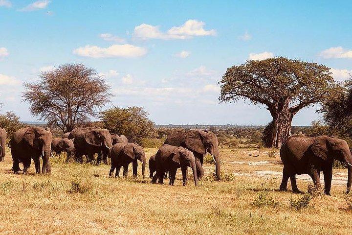 5 days nothern Tanzania Game drive program