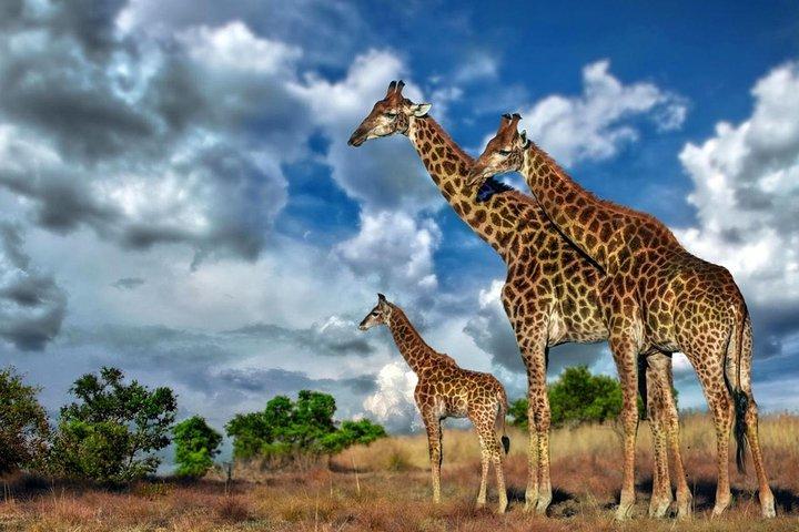4 Day Kruger National Park and Panorama Route Safari