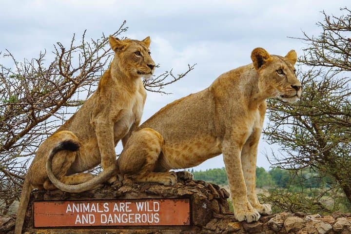 Nairobi National Park , Giraffe center & Elephant Orphanage