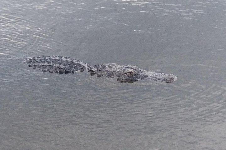 Air Boat Tour of Palm Beach in The Swamp Monster