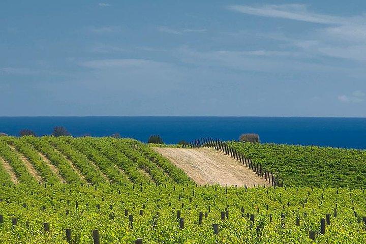 McLaren Vale Winery Small Group Tour with Wine Tasting and Lunch