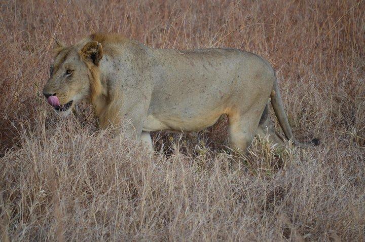 4 Day Serengeti & Ngorongoro Safari Wildlife Wonders of Tanzania