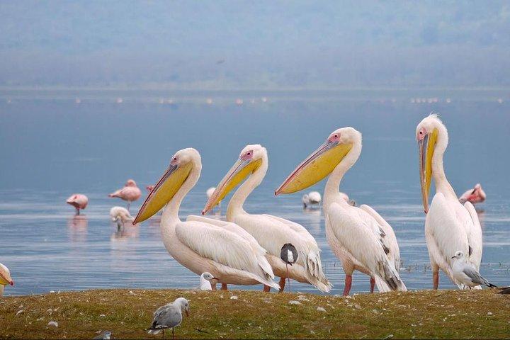 Lake Nakuru/Lake Naivasha Day trip from Nairobi