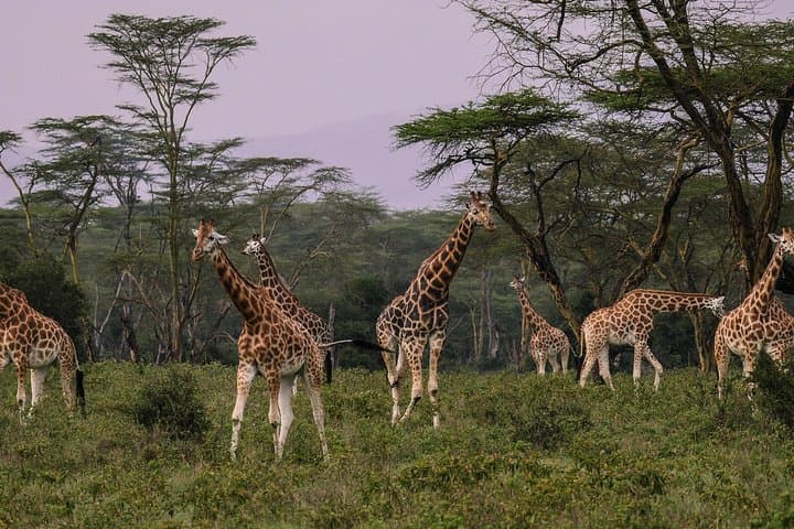 Day Safari To Nakuru National Park From Nairobi