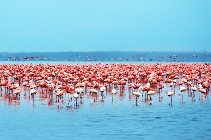 Lake Nakuru park/LakeNaivasha boat ride Riftvalley Day trip