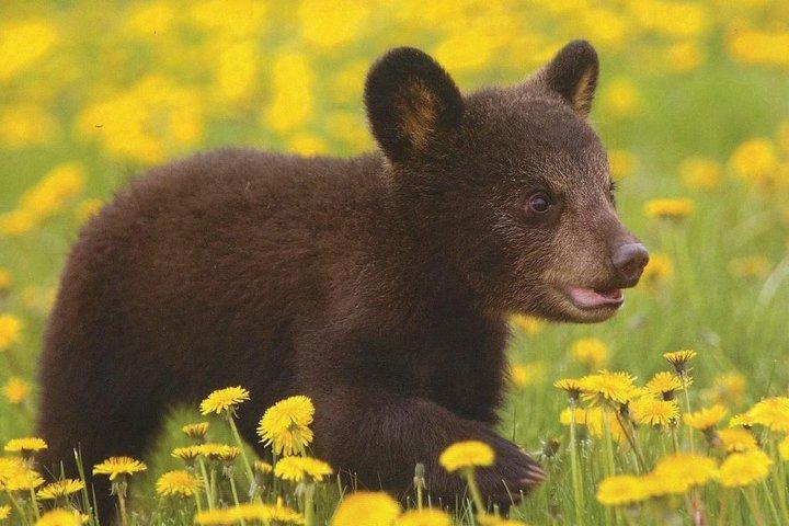 One day trip Bear Sanctuary, Dracula Castle, Rasnov Fortress from Brasov