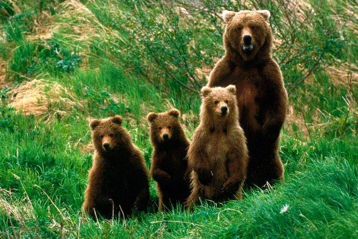 One day trip Bear Sanctuary, Dracula Castle, Rasnov Fortress from Brasov