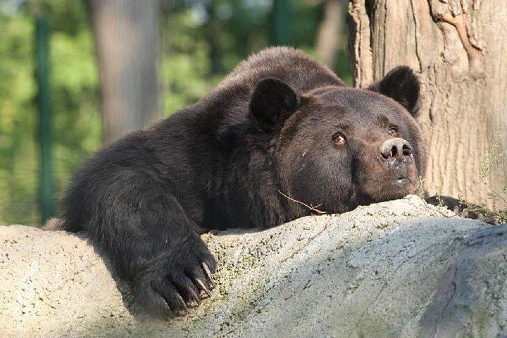 One day trip Bear Sanctuary Dracula Castel and Rasnov Fortress from Brasov