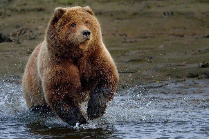 One day trip Bear Sanctuary Dracula Castel and Rasnov Fortress from Brasov