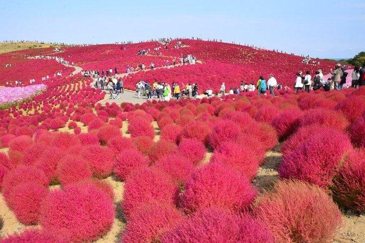 Hitachi Seaside Park, Oarai Sea Torii & Great Buddha w/ tickets