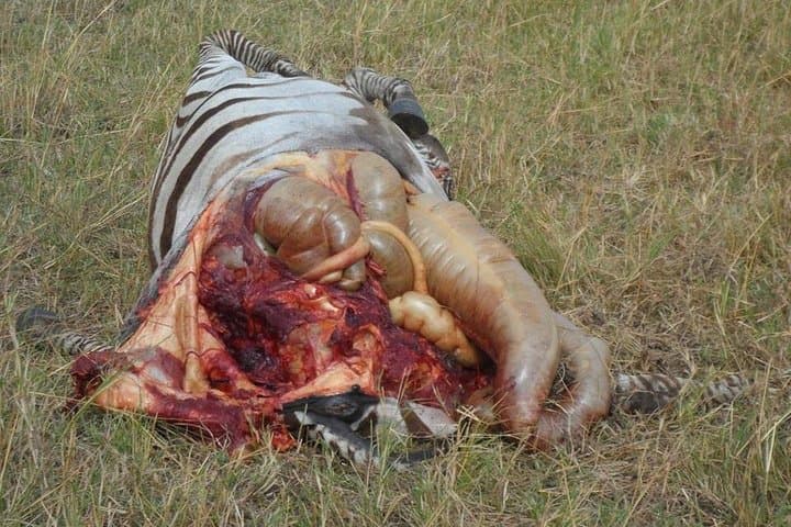 Nairobi National Park,Afternoon Game drive