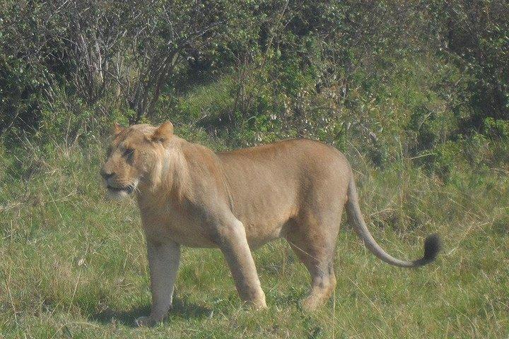 Day Tour Amboseli Park From Nairobi