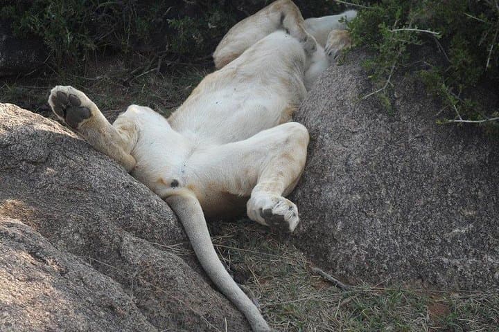 Nairobi National Park,Afternoon Game drive