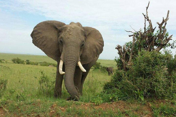 Day Tour Amboseli Park From Nairobi