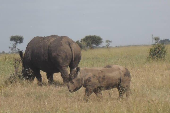 6.a.m To 11.a.m Nairobi National Park