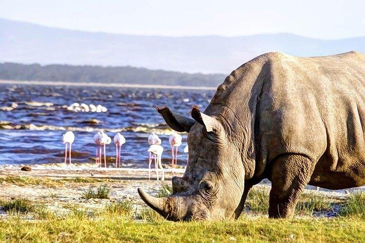 Lake Nakuru national park drive & Lake Naivasha Boat Day Tour