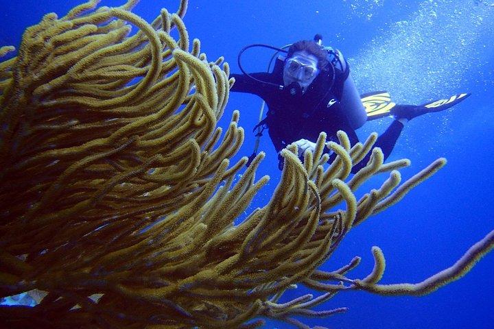 Diving in the Mexican Caribbean for Beginners | 2 Tanks 2 Dives | All Inclusive