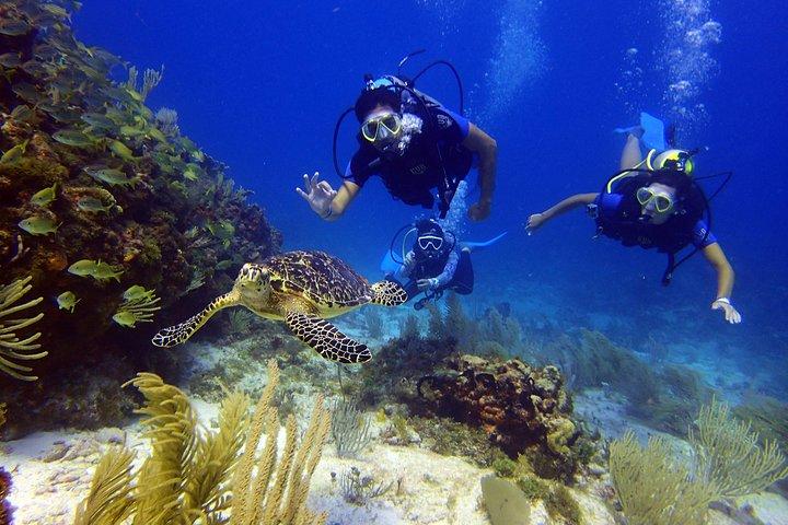 Diving in Cancun for Certified Divers | 2 Dives | All Inclusive