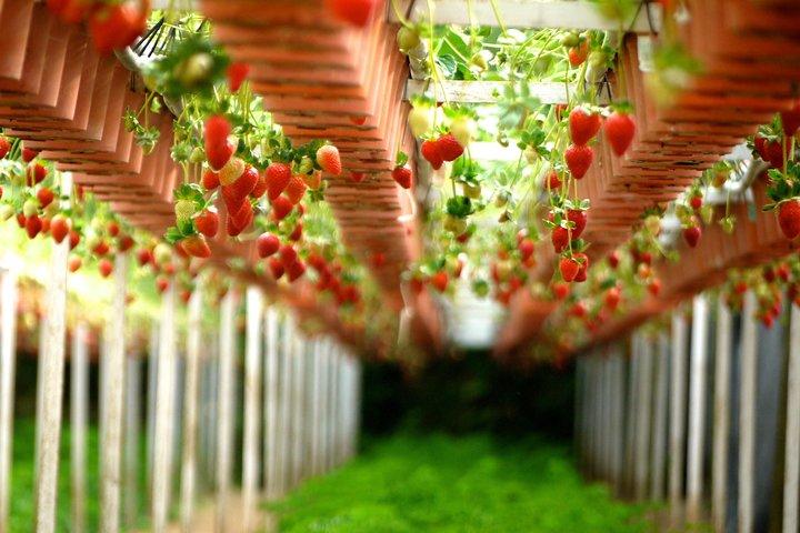 Genting Highlands En-route Batu Caves & Strawberry Farm Day Tour with Authentic Indian Lunch Private & Guided