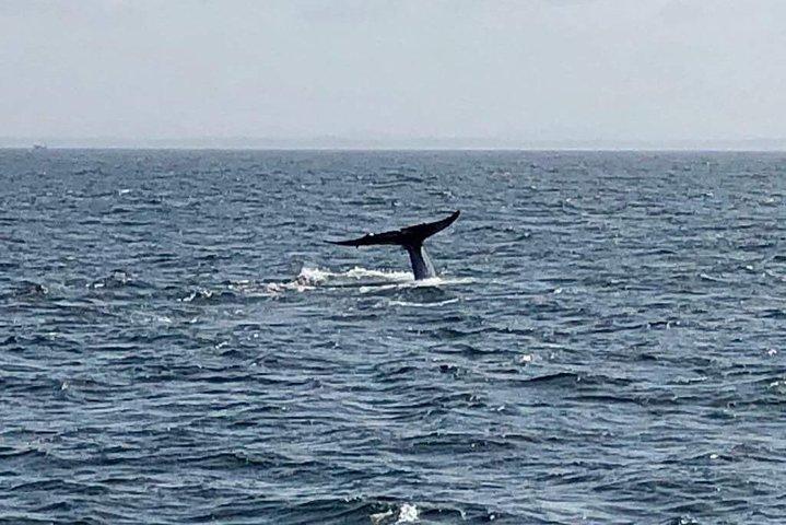 Private Transfer and Whale Watching Tour from Hikkaduwa and Galle