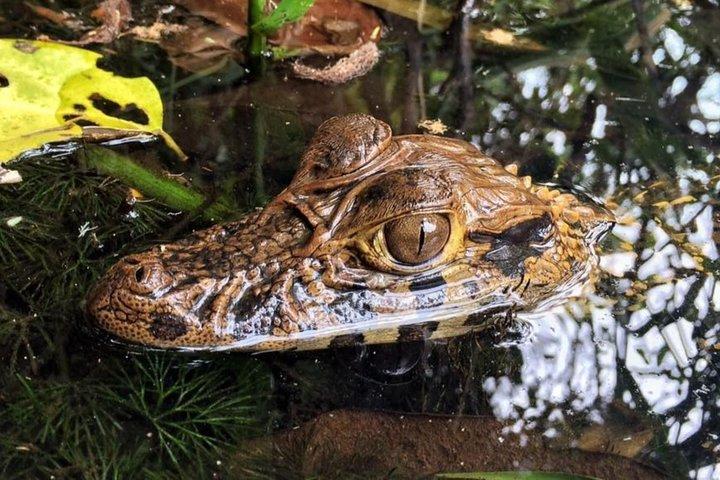 2 days 1 night – Peruvian Tambopata Jungle