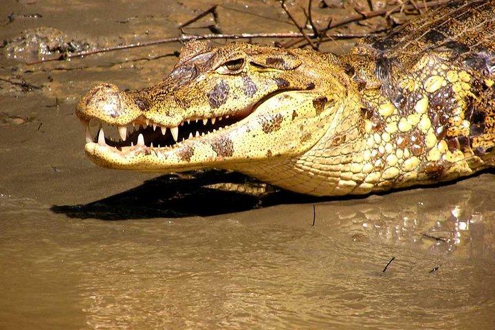 2 days 1 night – Peruvian Tambopata Jungle