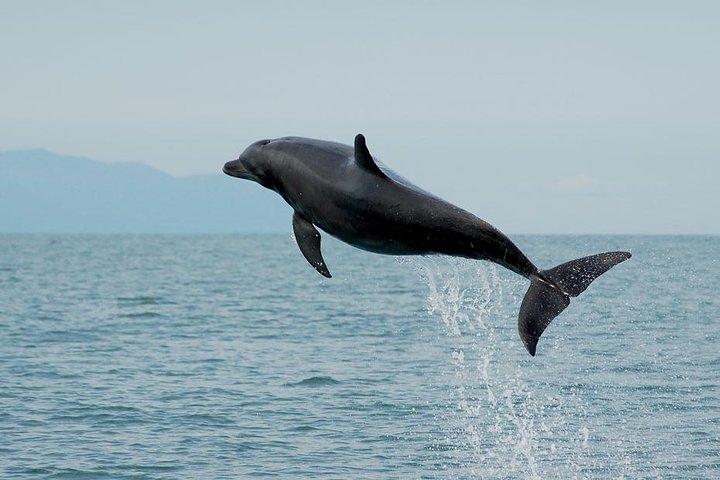 Watch and Swim with Dolphins in the Wild