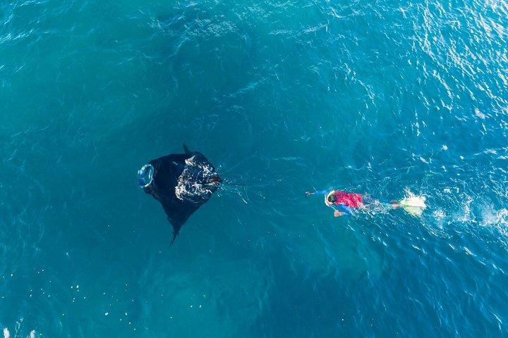 Manta Ray Experience