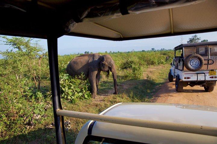 Day Trip to Udawalawe from Colombo (Transfer only)