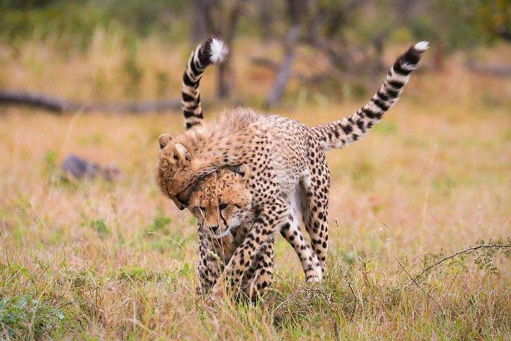 3 Day Lake Manyara, Ngorongoro crater, Tarangire Safari