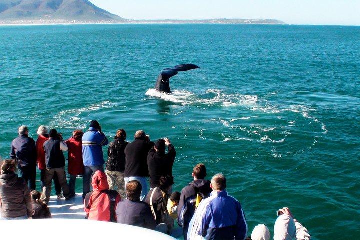 Private Tour: Hermanus Whale Watching Boat Trip & Wine Tasting