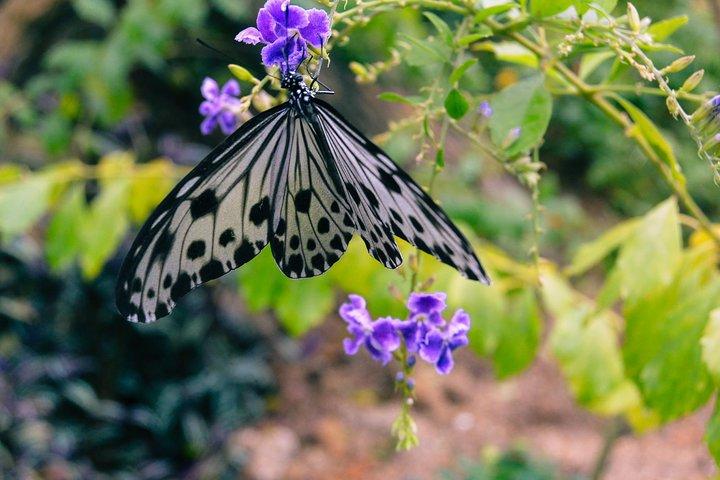 Entopia Butterfly Farm And Tropical Spice Garden Tour