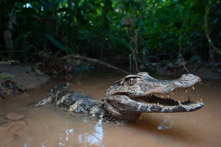 Tropical Escape: 3 Days Amazon Rainforest Tour from Quito