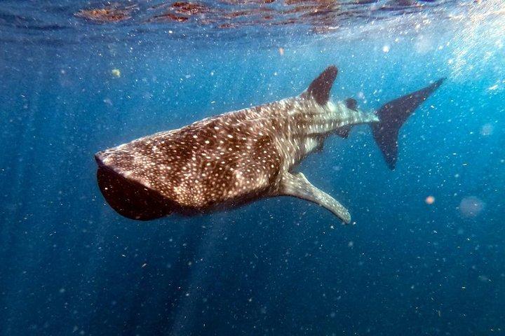 Private and Shared Whale Shark Tour from Tulum