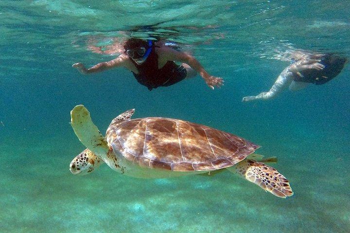Private Experience: Akumal sea turtles encounter and Yal-kú lagoon colorfull fish snorkel.